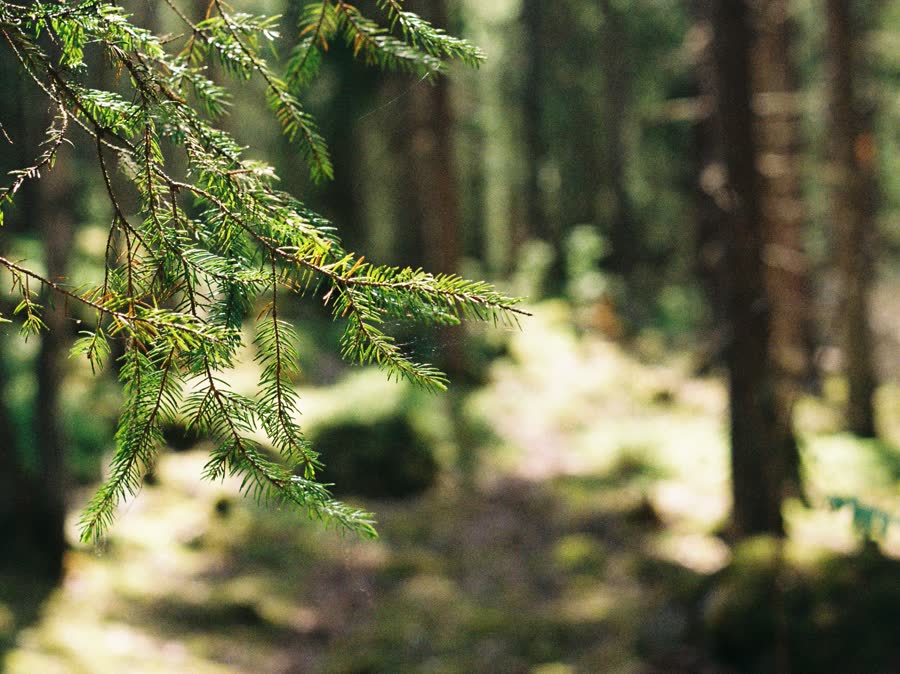 Close-up of a Nordic spruce branch